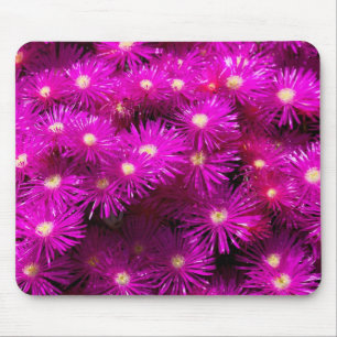 Rosa Aster Flowers Musmatta