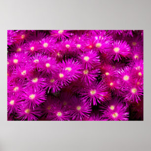 Rosa Aster Flowers Poster
