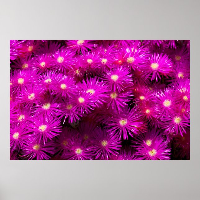 Rosa Aster Flowers Poster (Framsidan)