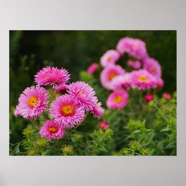 Rosa Aster Flowers Poster (Framsidan)