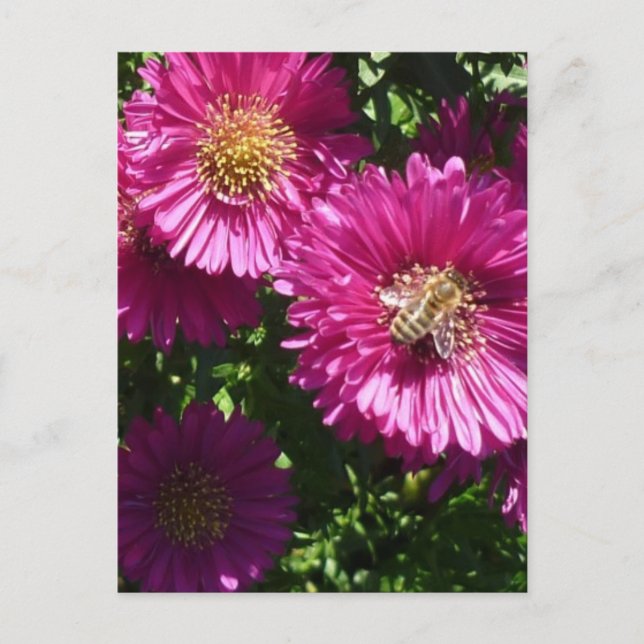 Rosa Aster - vykort (Framsida)
