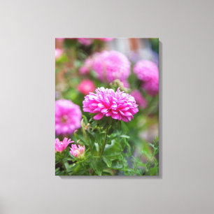 Rosa Asters Flowers Canvastryck