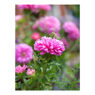 Rosa Asters Flowers Fototryck