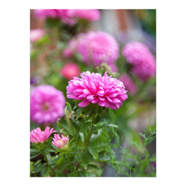 Rosa Asters Flowers Fototryck (Framsidan)