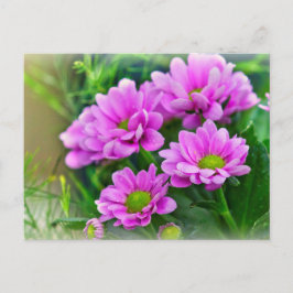 Rosa asters vykort