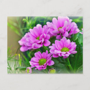 Rosa asters vykort