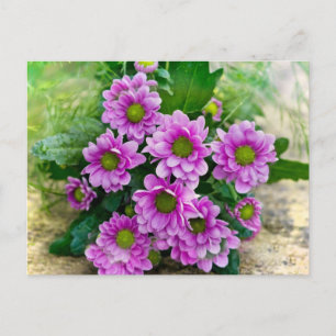 Rosa asters vykort