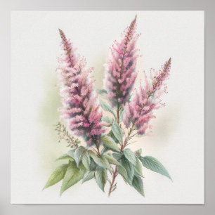 Rosa Astilbe Blomma Konsttryck Poster