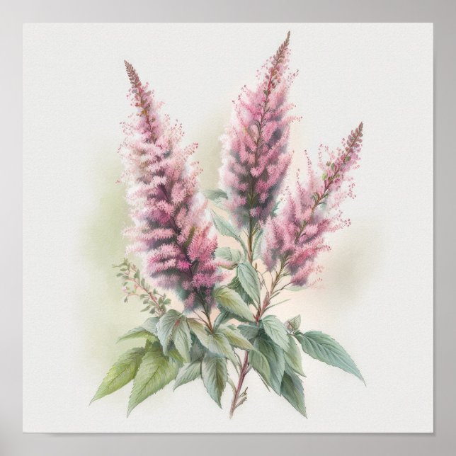 Rosa Astilbe Blomma Konsttryck Poster (Framsidan)