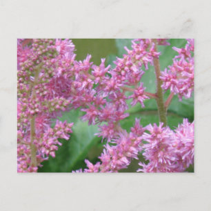 Rosa Astilbe Flowers vykort