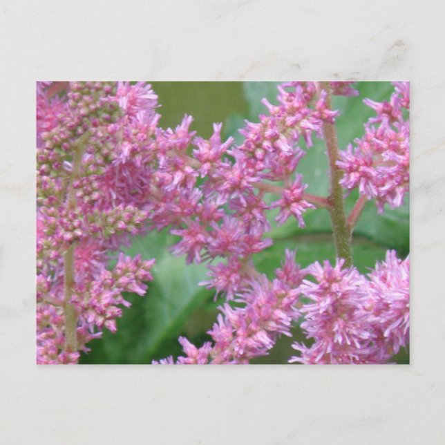 Rosa Astilbe Flowers vykort (Framsida)
