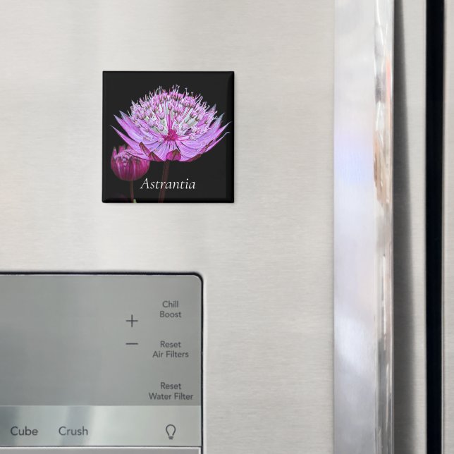 Rosa Astrantia-blomma på svart blommönster Magnet (In Situ (Fridge))