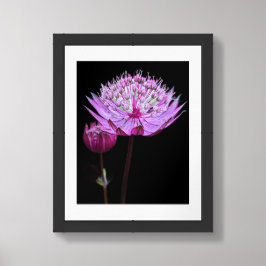 Rosa Astrantia-blomma på svart blommotiv Poster