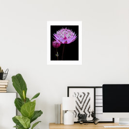 Rosa Astrantia-blomma på svart blommotiv Poster