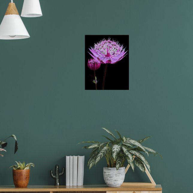 Rosa Astrantia-blomma på svart blommotiv Poster (Vardagsrum 1)