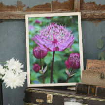 Rosa Astrantia Blommande Blomma