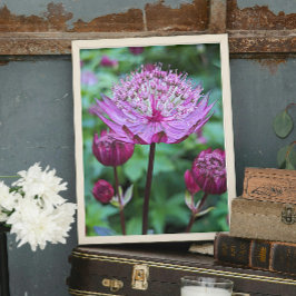 Rosa Astrantia Blommande Blomma Fototryck