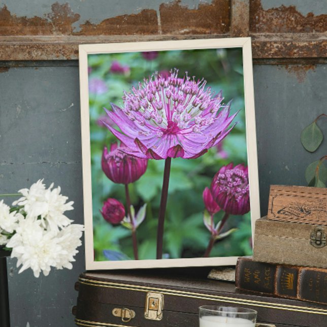 Rosa Astrantia Blommande Blomma Fototryck (In Situ)