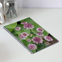 Rosa Astrantia-blommor Blommig