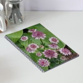Rosa Astrantia Blommor Blommig Anteckningsbok