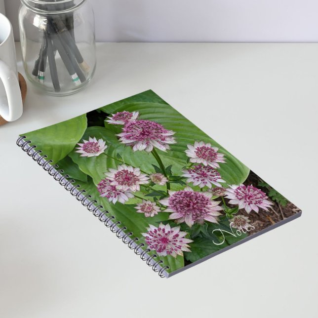 Rosa Astrantia-blommor Blommig Anteckningsbok (In Situ)