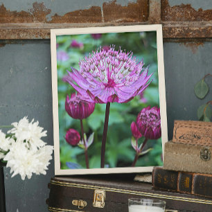 Rosa Astrantia Bloom Blommigt Fototryck