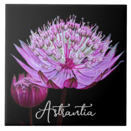 Rosa Astrantia Flower på Black Background Blommigt Kakelplatta