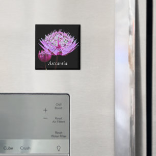 Rosa Astrantia Flower på Black Blommigt Magnet