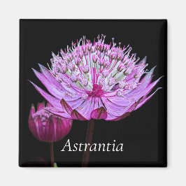 Rosa Astrantia Flower på Black Blommigt Magnet