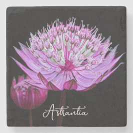 Rosa Astrantia Flower på Black Blommigt Stenunderlägg