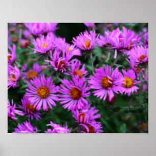 Rosa Autumn Aster Flowers Orton Effekt Poster