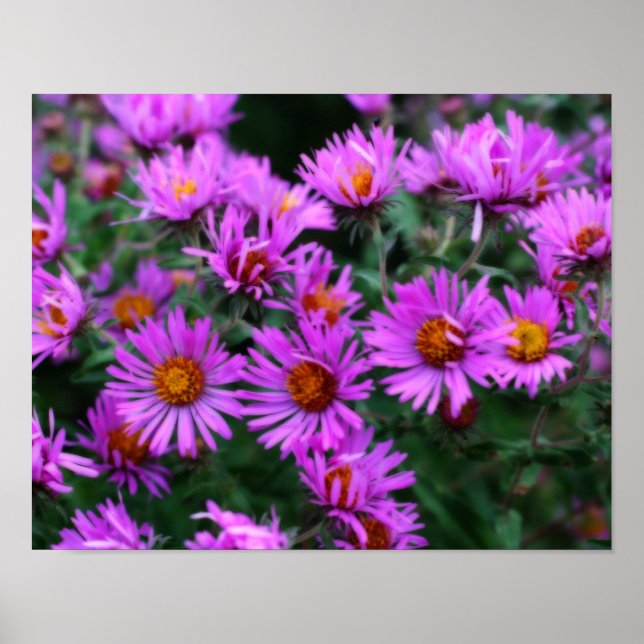 Rosa Autumn Aster Flowers Orton Effekt Poster (Framsidan)