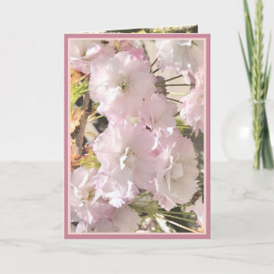 Rosa av blek för körsbärssystem och Blommar av vit Kort