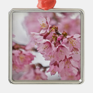 Rosa av Bleken för Blommar av Sakura Cherry Julgransprydnad Metall