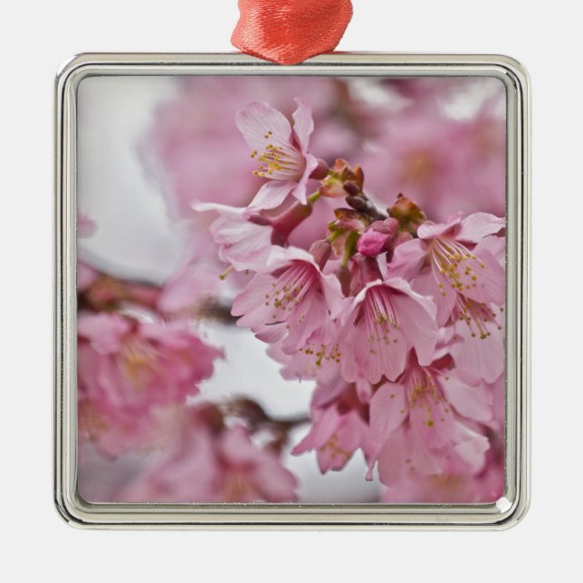 Rosa av Bleken för Blommar av Sakura Cherry  Julgransprydnad Metall (Framsidan)