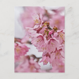 Rosa av Bleken för Blommar av Sakura Cherry Vykort