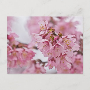 Rosa av Bleken för Blommar av Sakura Cherry Vykort