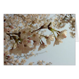 Rosa av blommar av körsbär hälsningskort