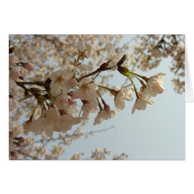 Rosa av blommar av körsbär hälsningskort (Framsidan Horizontal)