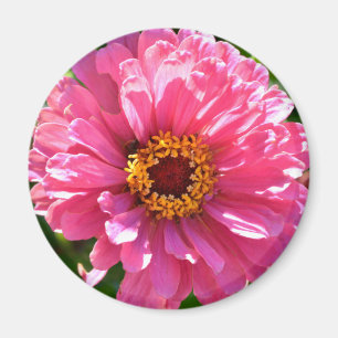 rosa av blommigt för återdaisy av elegantens rosa magnet