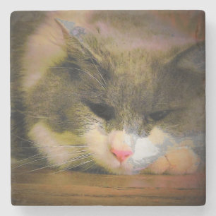 Rosa av Cat Sullen Mood Ledsen Kattunge Underlägg Sten