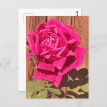 Rosa av färgad Rosa av Elegant Blommigt Flower