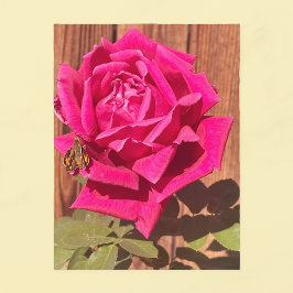 Rosa av färgad Rosa av Elegant Blommigt Flower Vykort