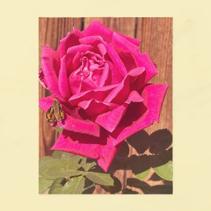 Rosa av färgad Rosa av Elegant Blommigt Flower Vykort