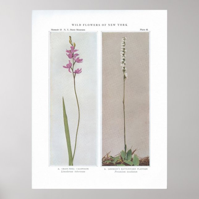 Rosa av gräs, calopogon-Limodorum tuberosum och Poster (Framsidan)