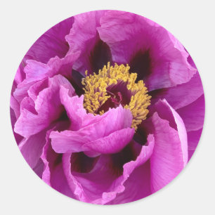 rosa av ljus och söt fuchsia runt klistermärke