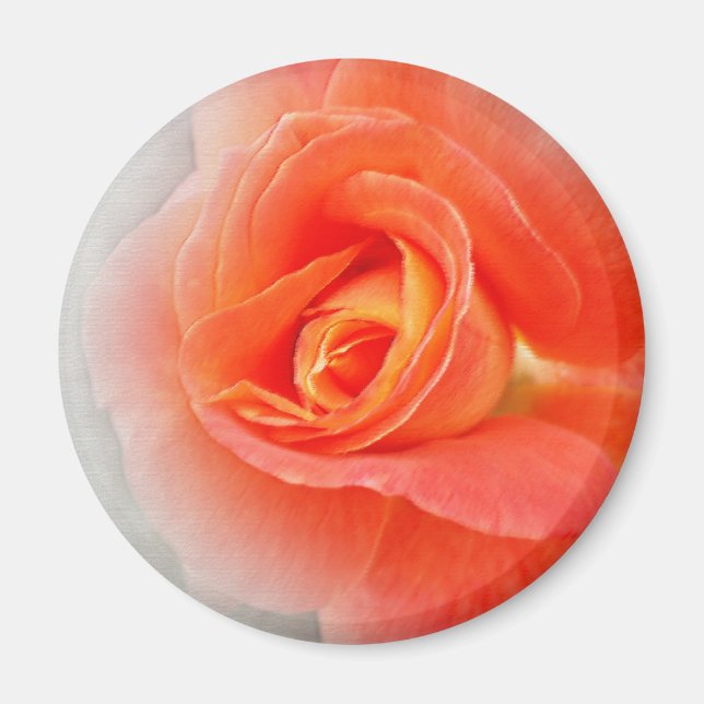 rosa av pastellskuggor magnet (Framsidan)