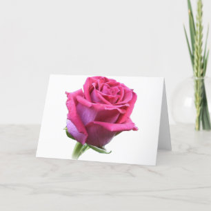 Rosa av Ro-buffertkort Helgkort