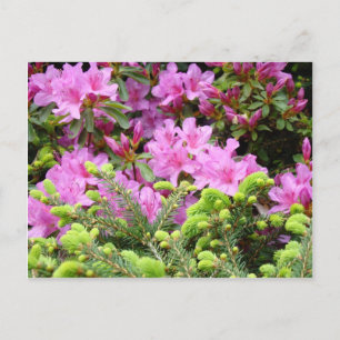 ROSA AZALEA 30 BLOMMAR Gräs Cards Gifts Muggar Vykort