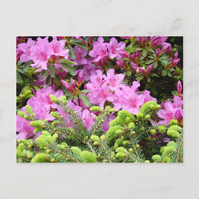ROSA AZALEA 30 BLOMMOR Tallkort Present Muggar Vykort (Framsida)